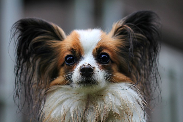 pes-papillon-panakei