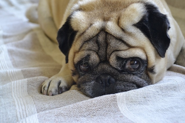 pug-mopslík