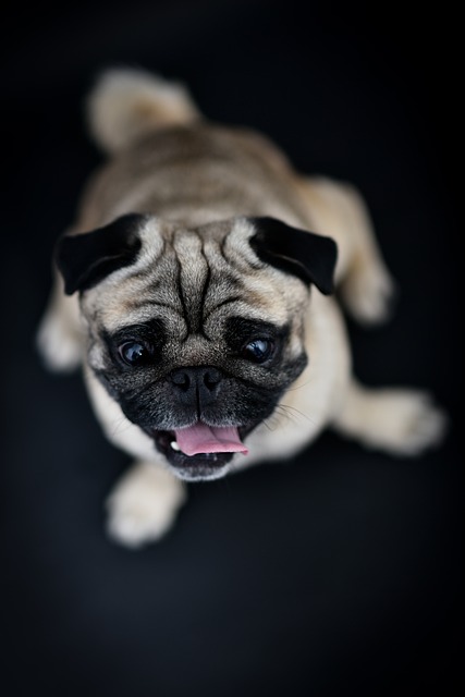 mops-panakei