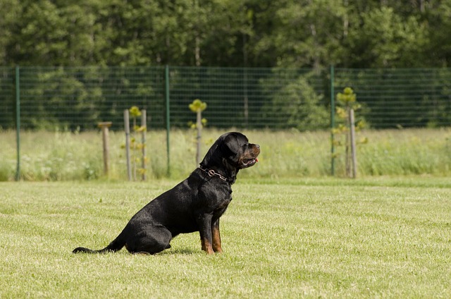 rottweiler-panakei