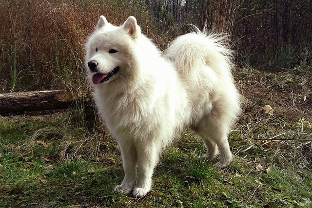 samojed-panakei