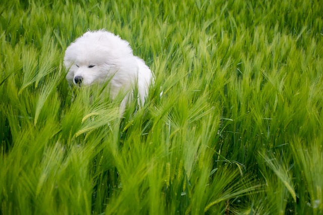 samojed-panakei