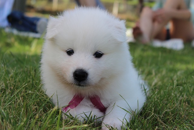 samojed-panakei-šteňa