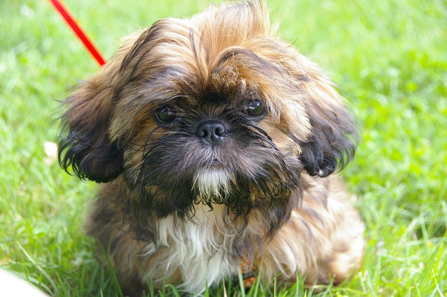 shih-tzu-panakei