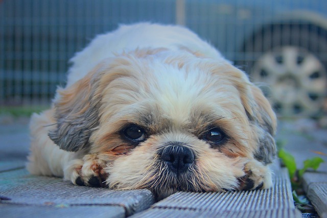 shih-tzu-panakei