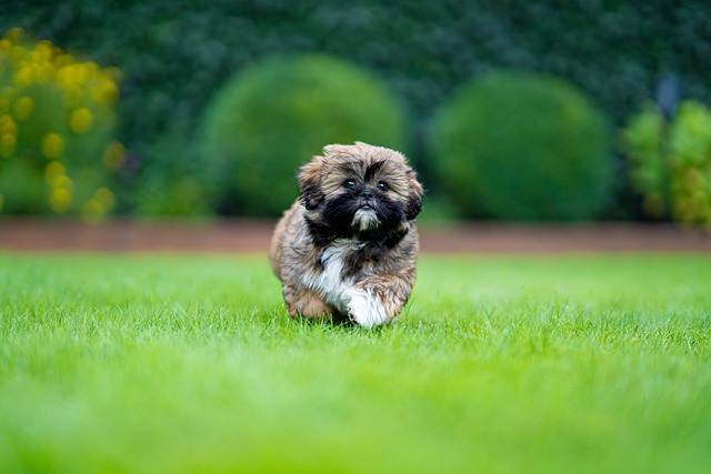 shih-tzu-panakei