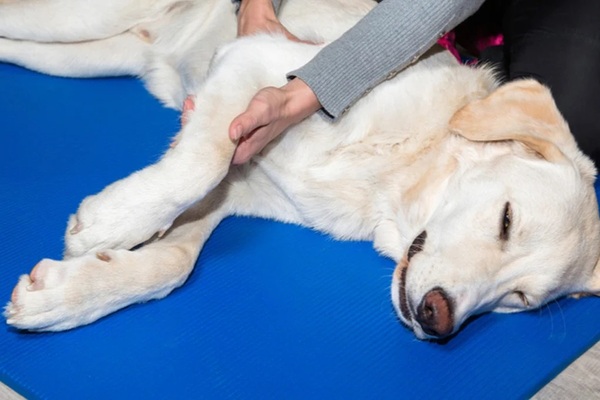 Rehabilitácie psov a fyzioterapia