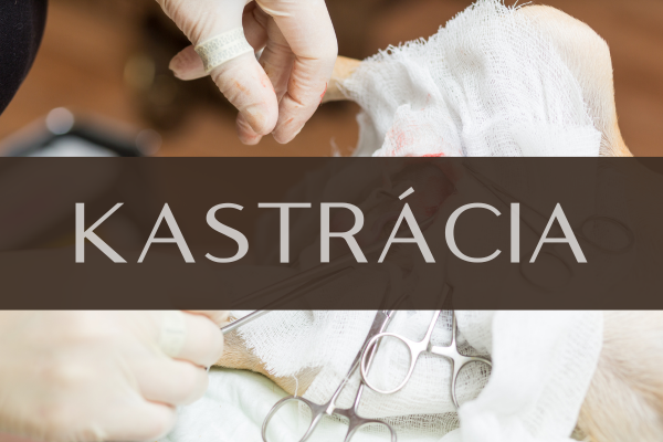 Kastrácia psa
