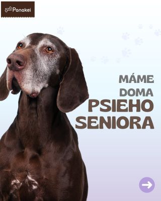 Máte doma psieho seniora? 🐶👵🏻 Starostlivosť o starších psov je o malý kúsok náročnejšia, výživa a zdravie si vo vyššom...