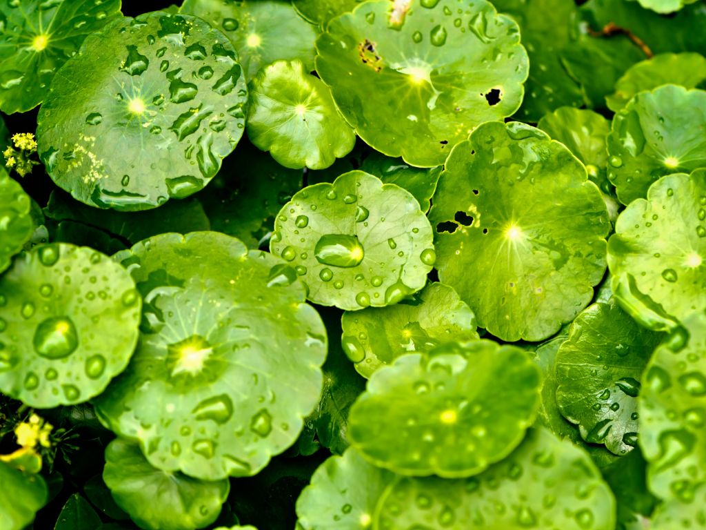 Centella Asiatica: rostlina, která si podmanila svět kosmetiky