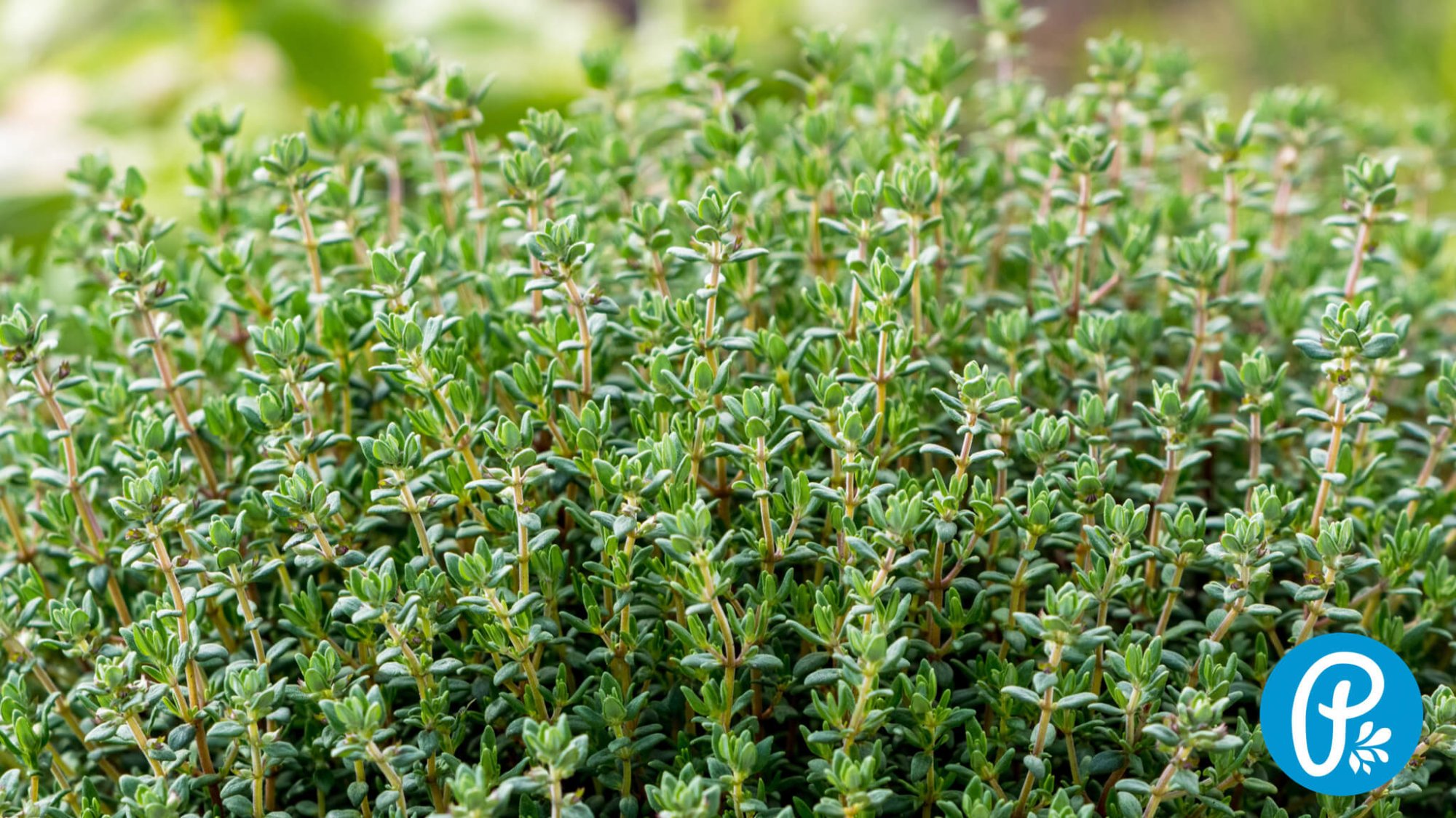 Tymián najde využití nejen v kuchyni