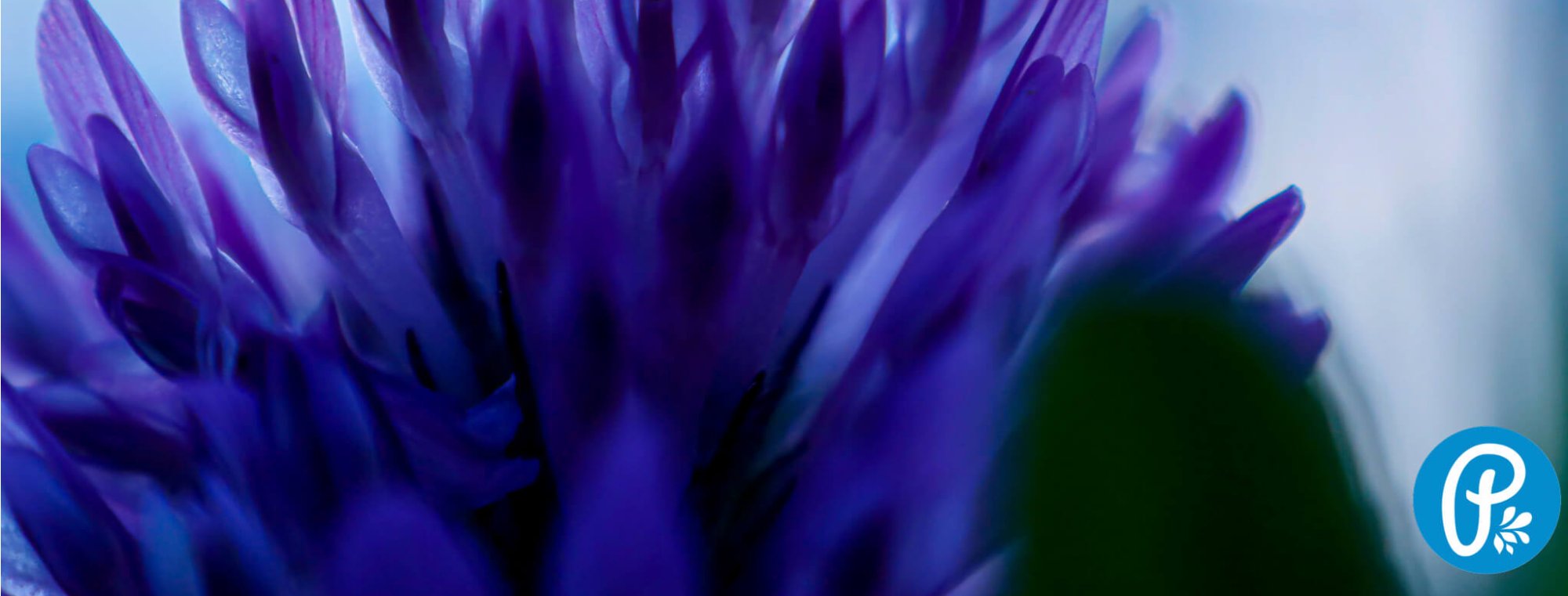 Bakuchiol - náhrada retinolu z přírody