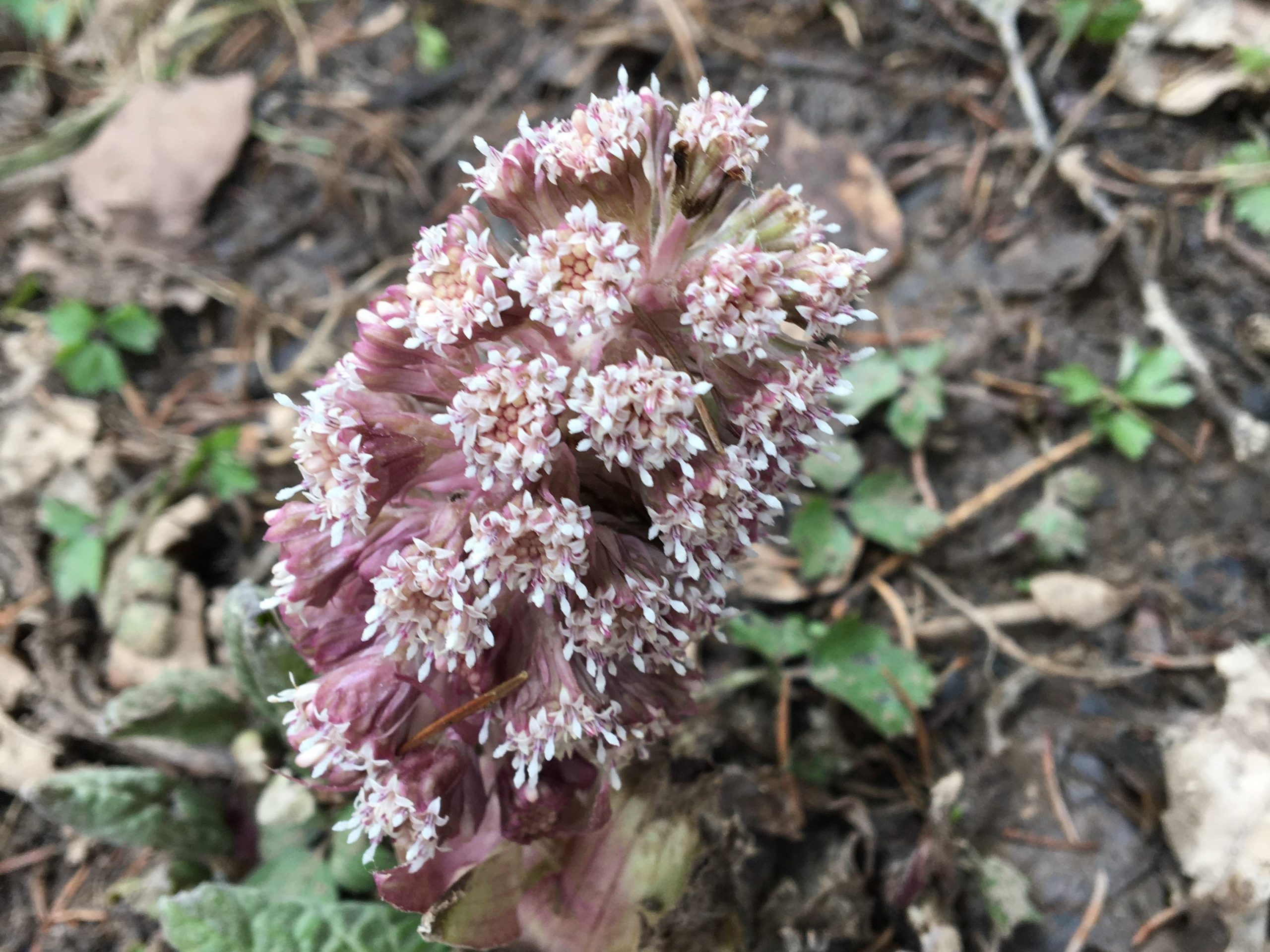 Devětsil lékařský