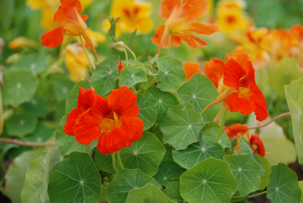 Lichořeřišnice větší