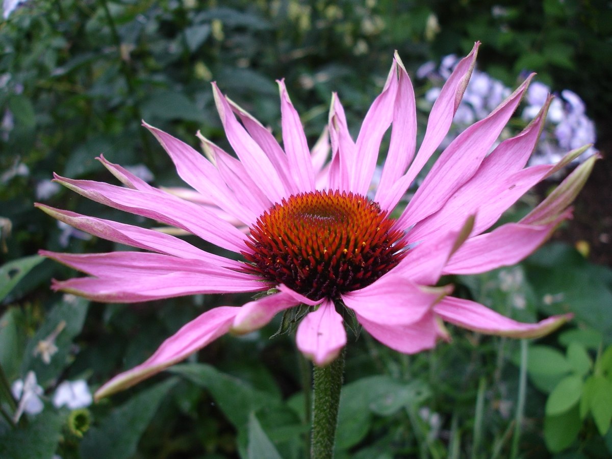 Echinacea - třapatka nachová