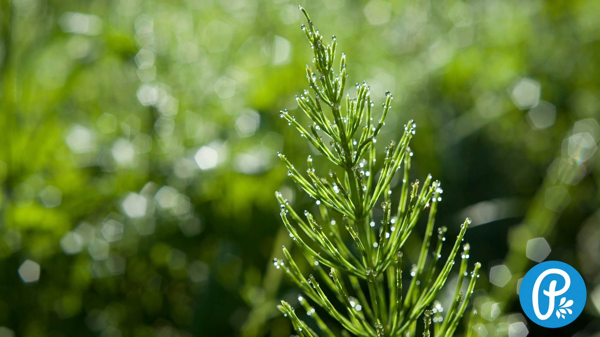 Přeslička rolní je skutečným zázrakem přírody