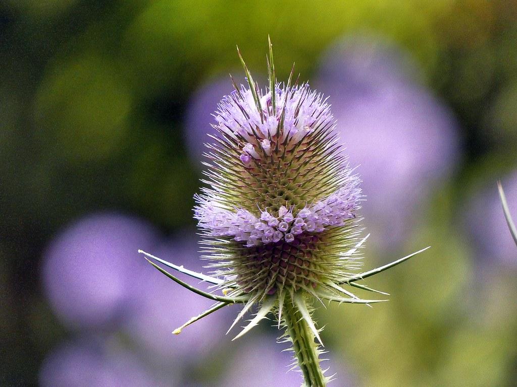 Varga ciobanului (Dipsacus fullonum)