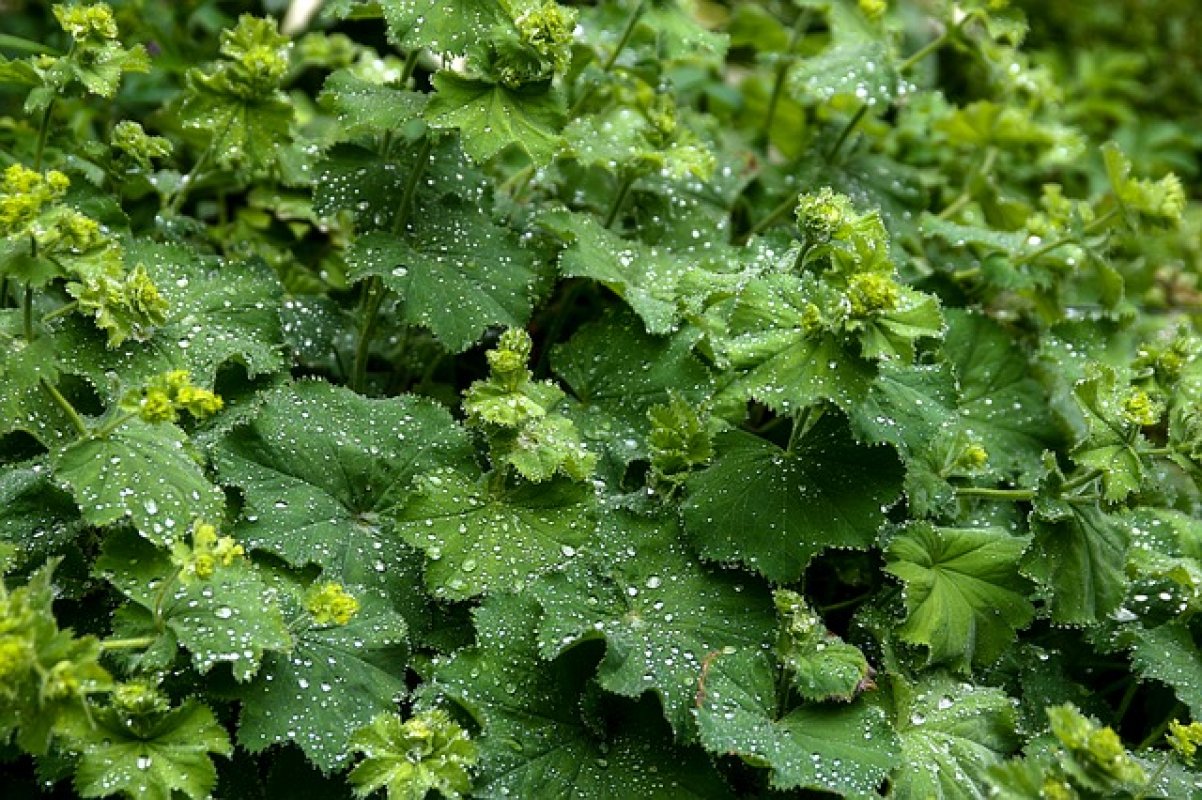 Crețișoara (Alchemilla vulgaris)