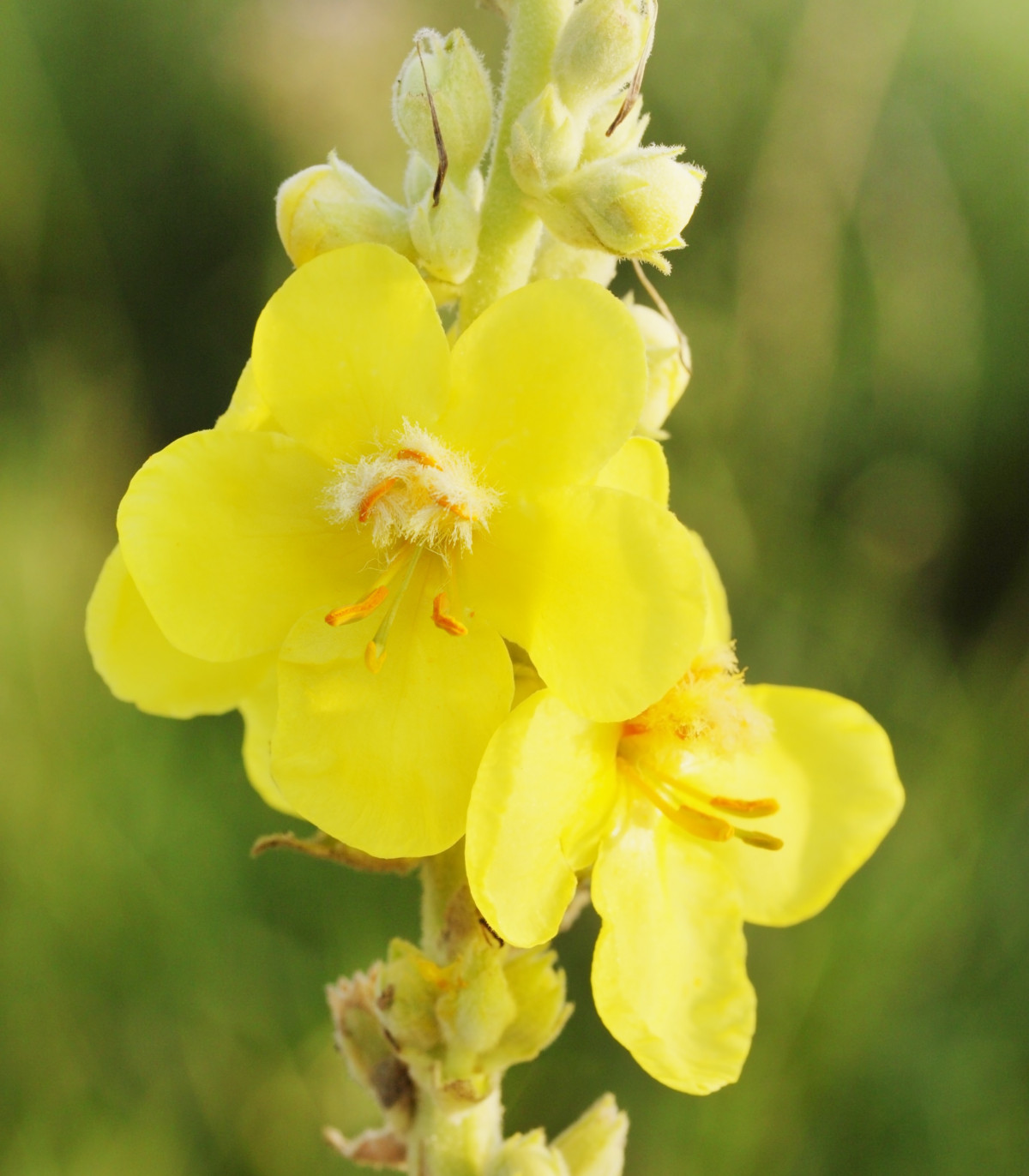 Lumânărica (Verbascum densiflorum)