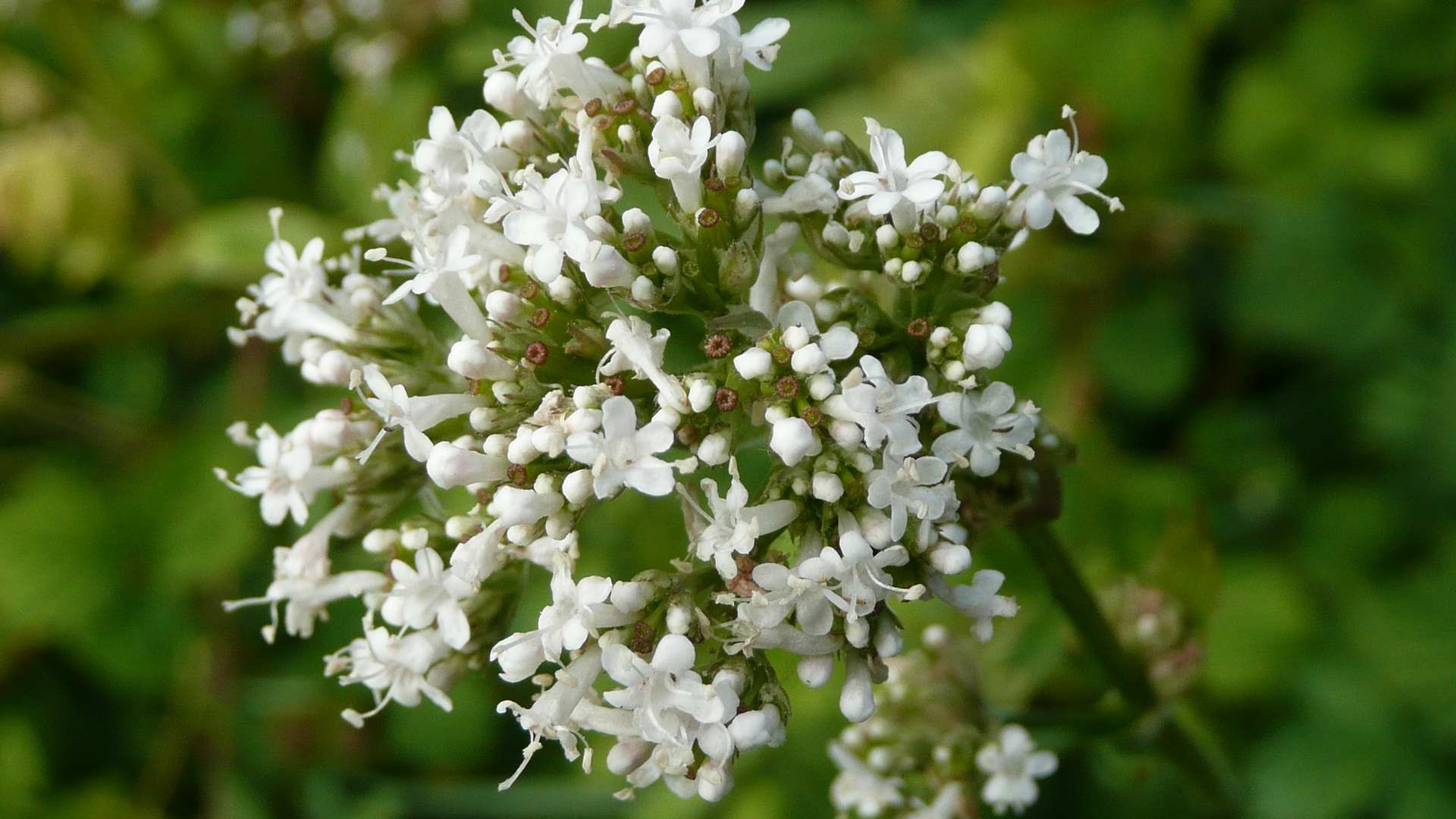 Valeriana