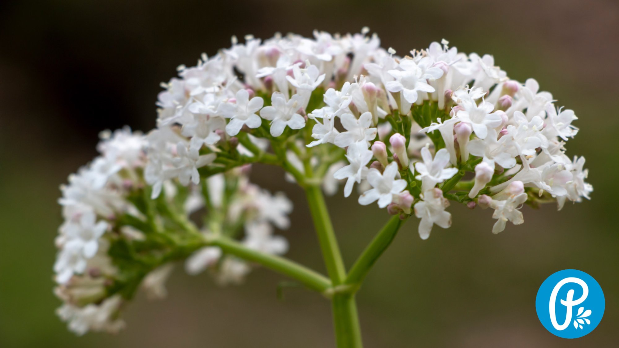 Valeriana – la ce toate ne poate ajuta?