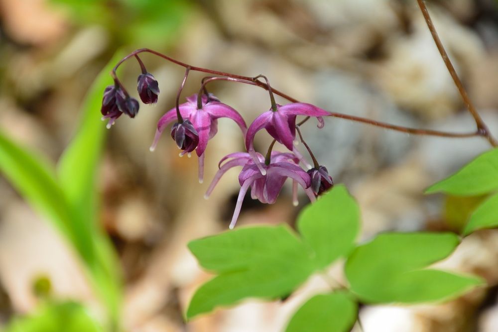 Epimedium sagittatum (iarba caprei)