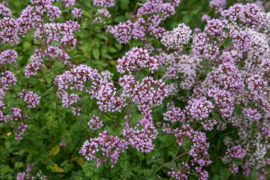 Oregano (Origanum vulgare)