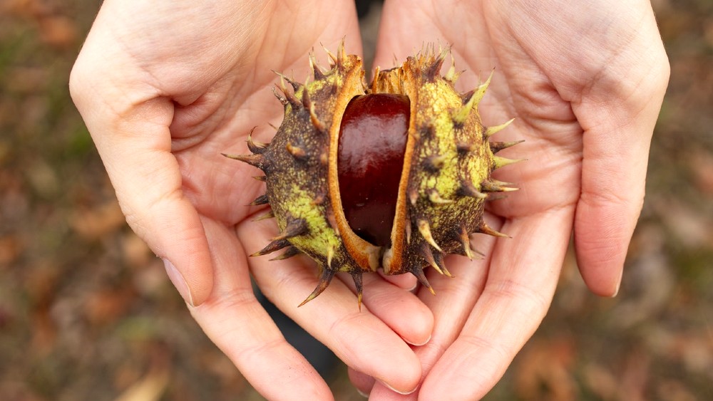 Castanul sălbatic (Aesculus hippocastanum)