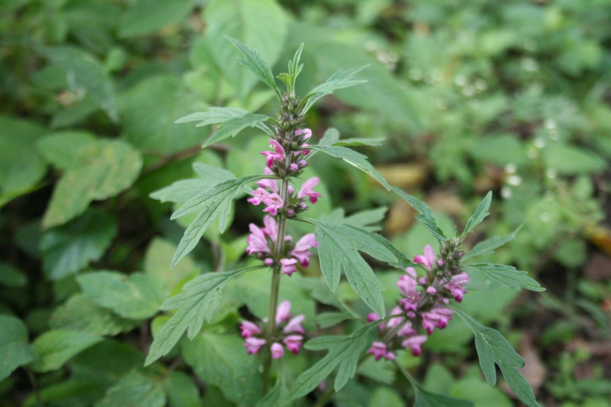 Talpa-gâștei (Leonurus cardiaca)