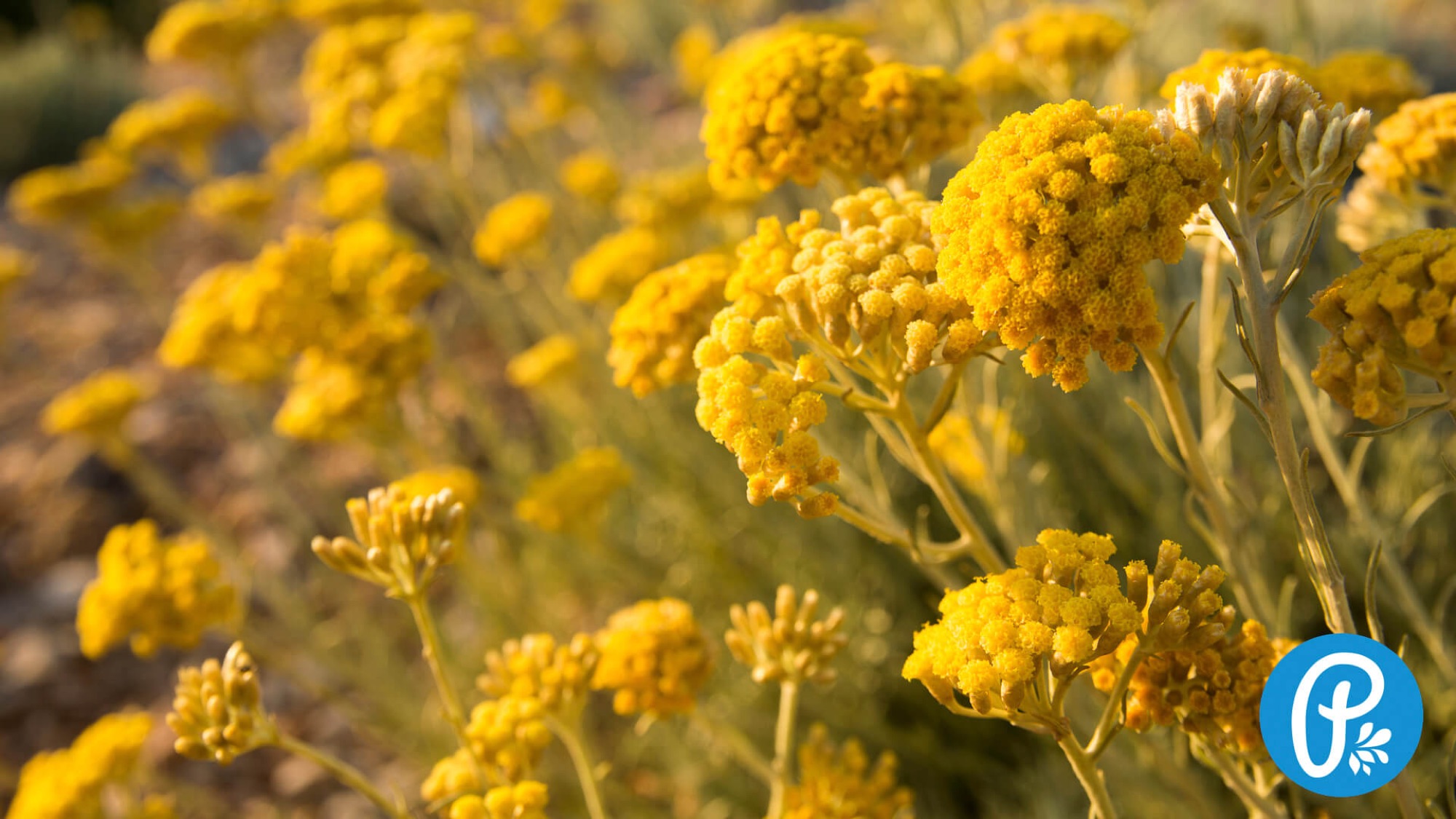 Imortela (Helichrysum) este un fenomen natural