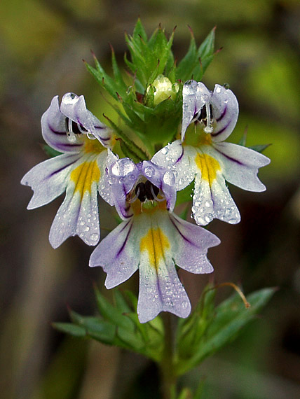 Silurul (Euphrasia officinalis)