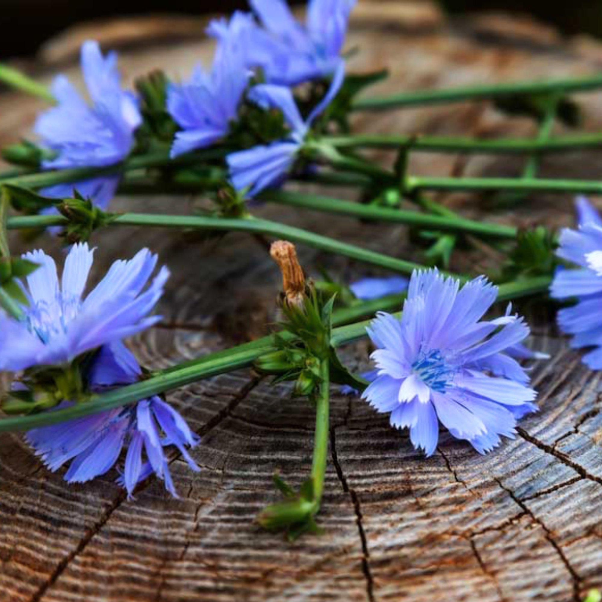 Čakanka obyčajná - využitie a benefity