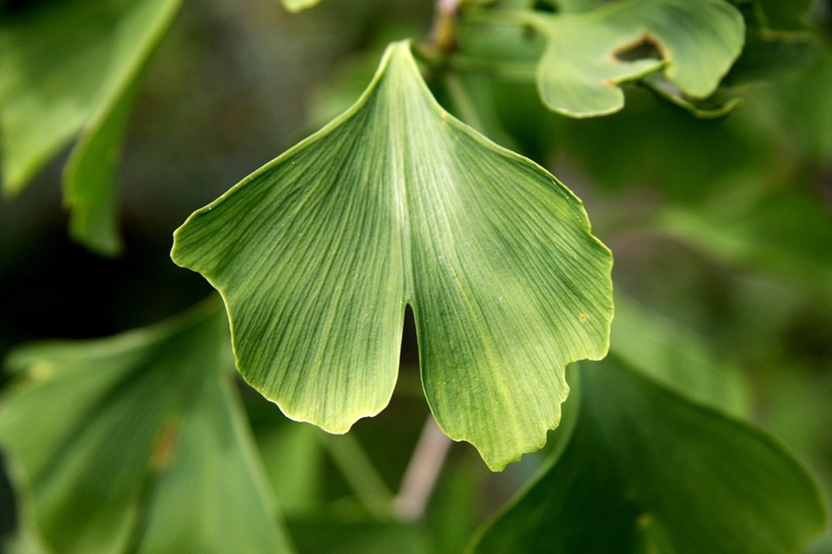 Ginko biloba