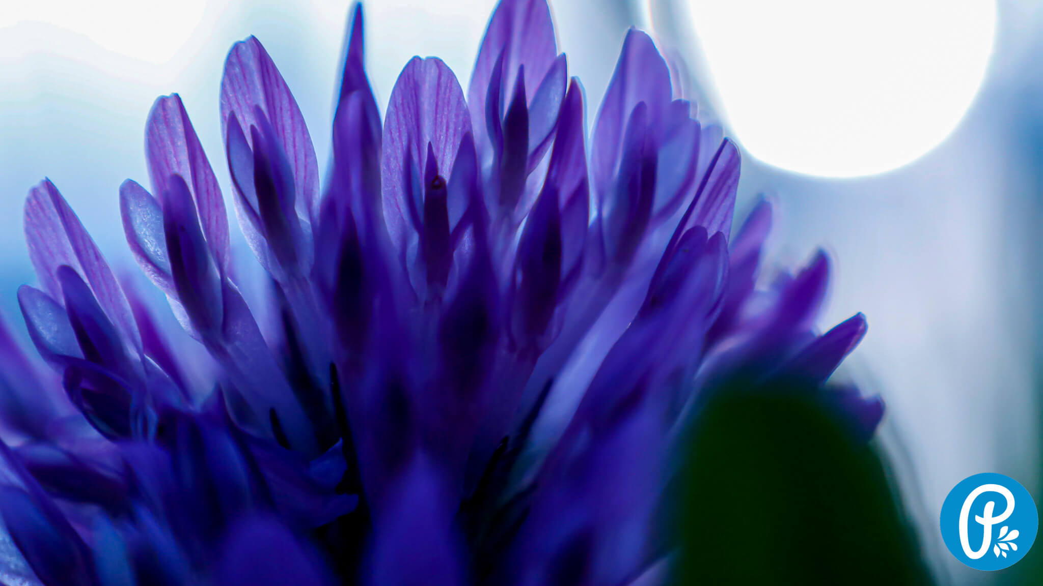 Bakuchiol - alternativa natural al retinol