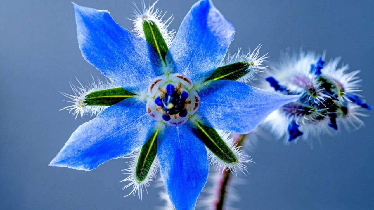 Borragine