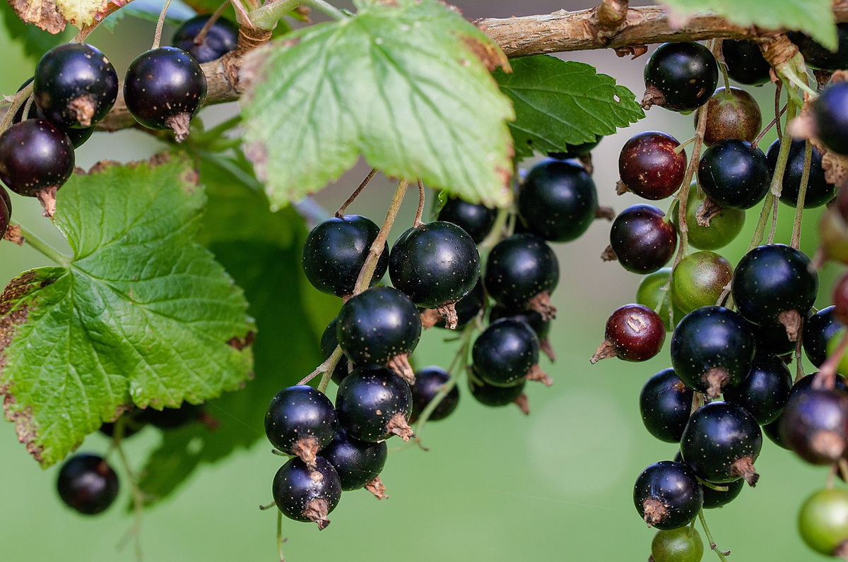 Blackcurrant