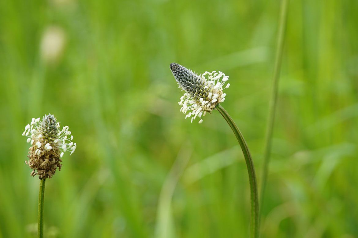 Ozkolistni trpotec