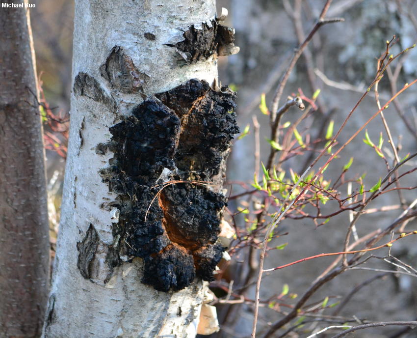 Sibirska čaga (Poloskorjevka)