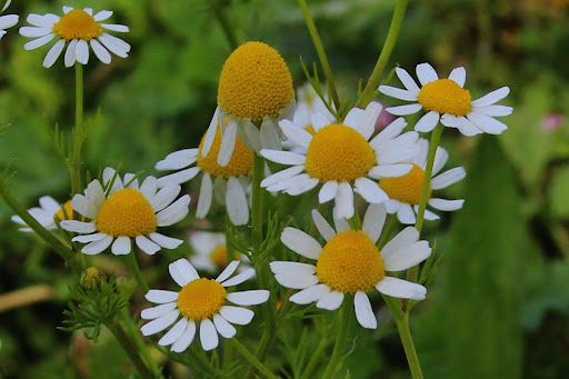 Kamilica