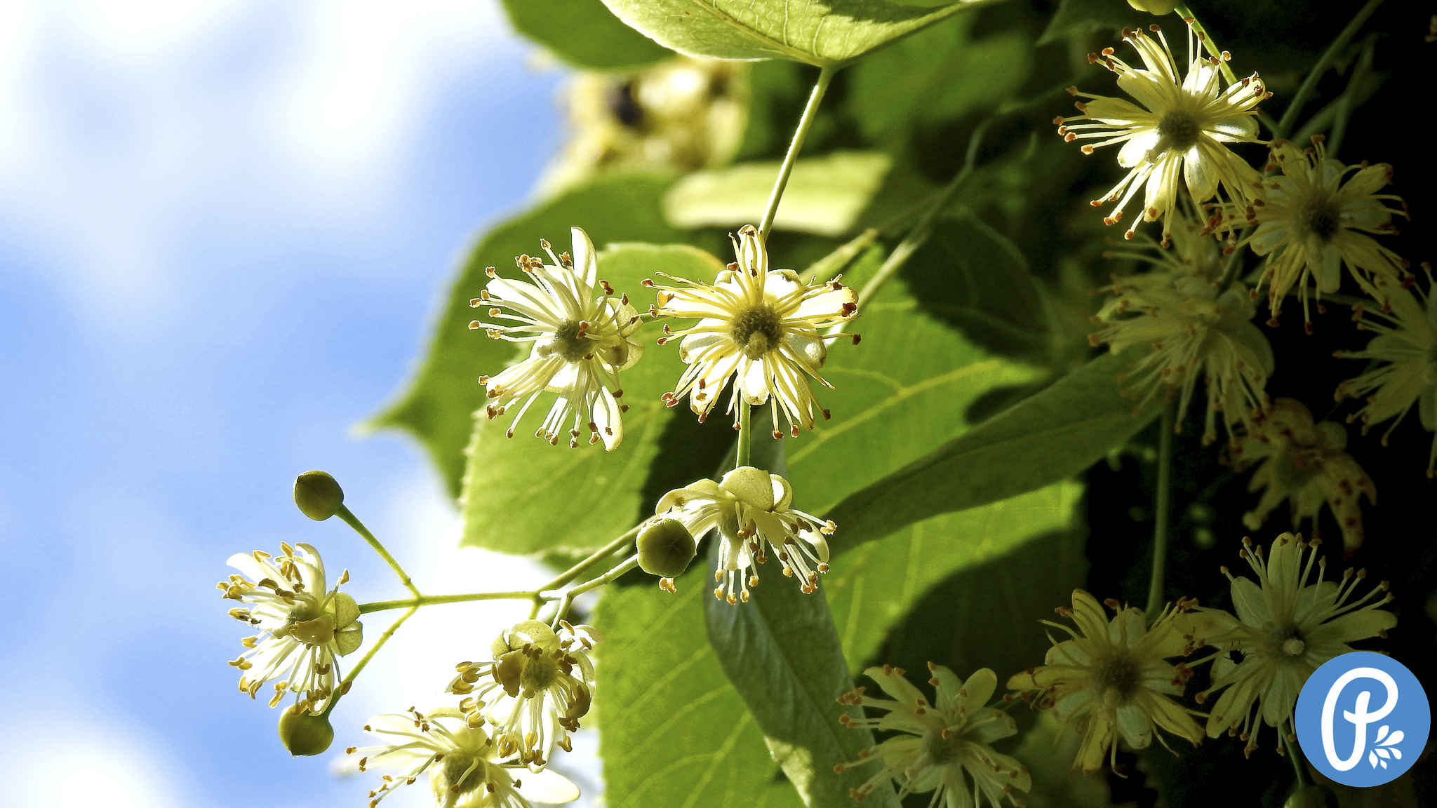 Recepty starých mám na peknú pleť - super slovenské pleťové krémiky