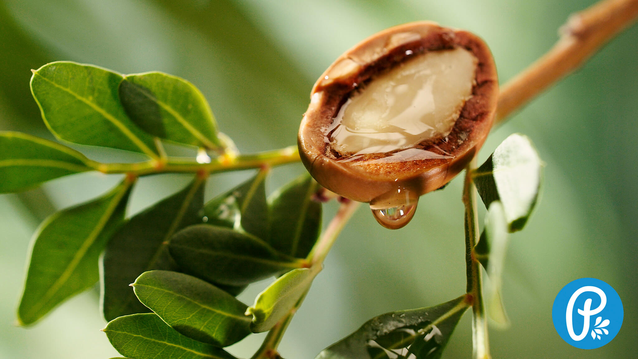 Arganový olej - na čo je dobrý a ako ho používať