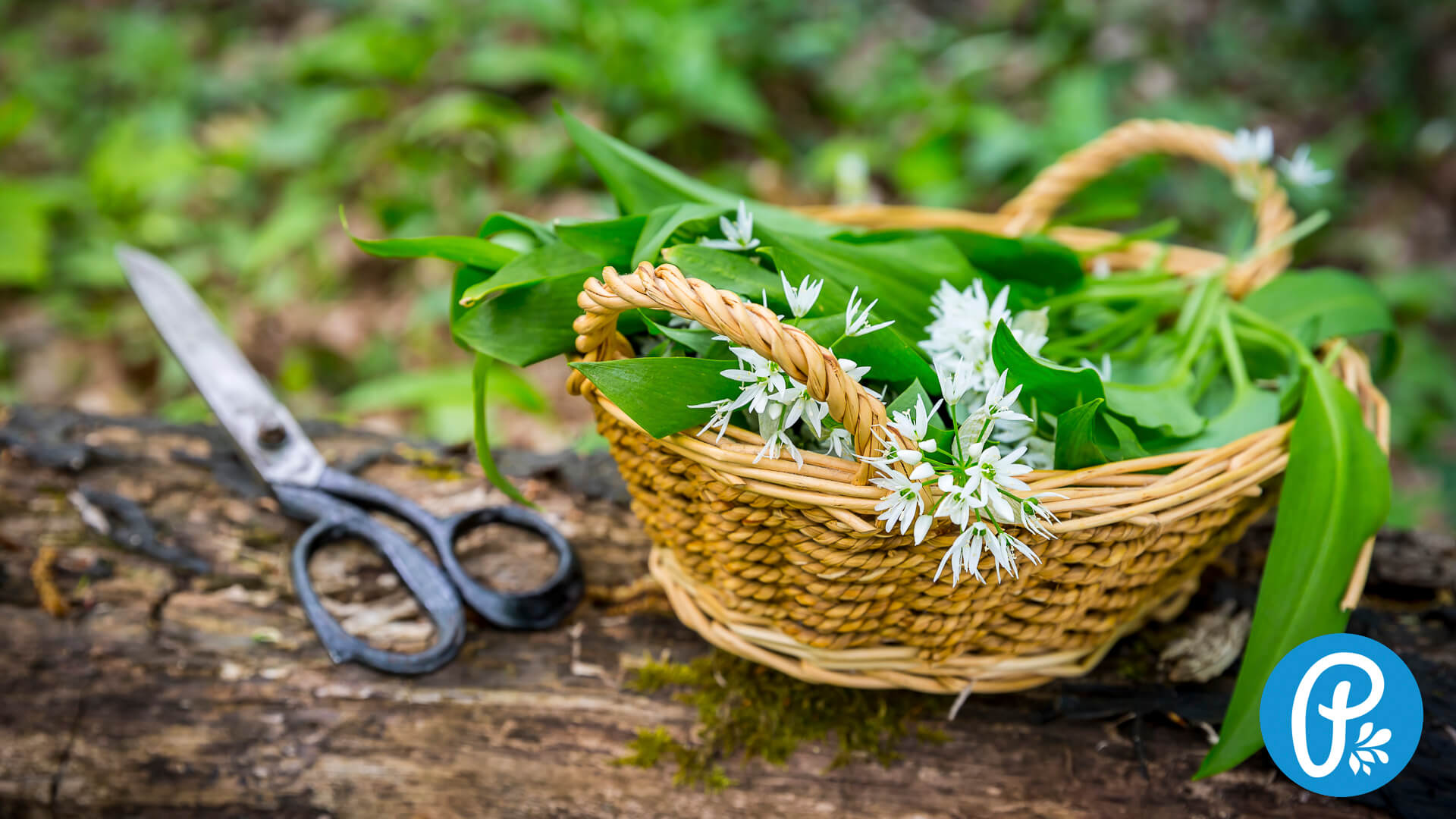 Tinktúra z medvedieho cesnaku na zdravie a vitalitu