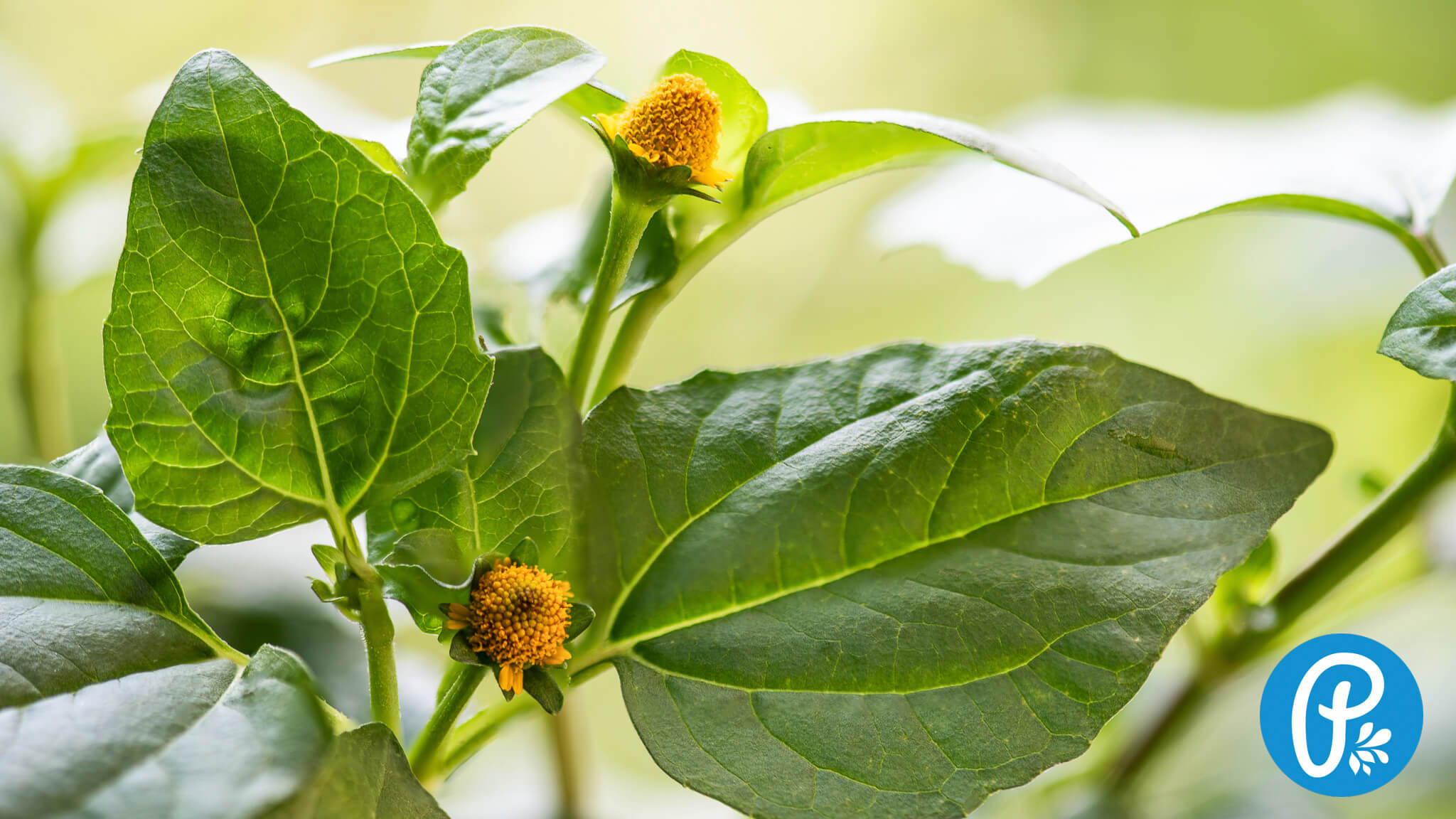 Acmella oleracea: benefity a účinky