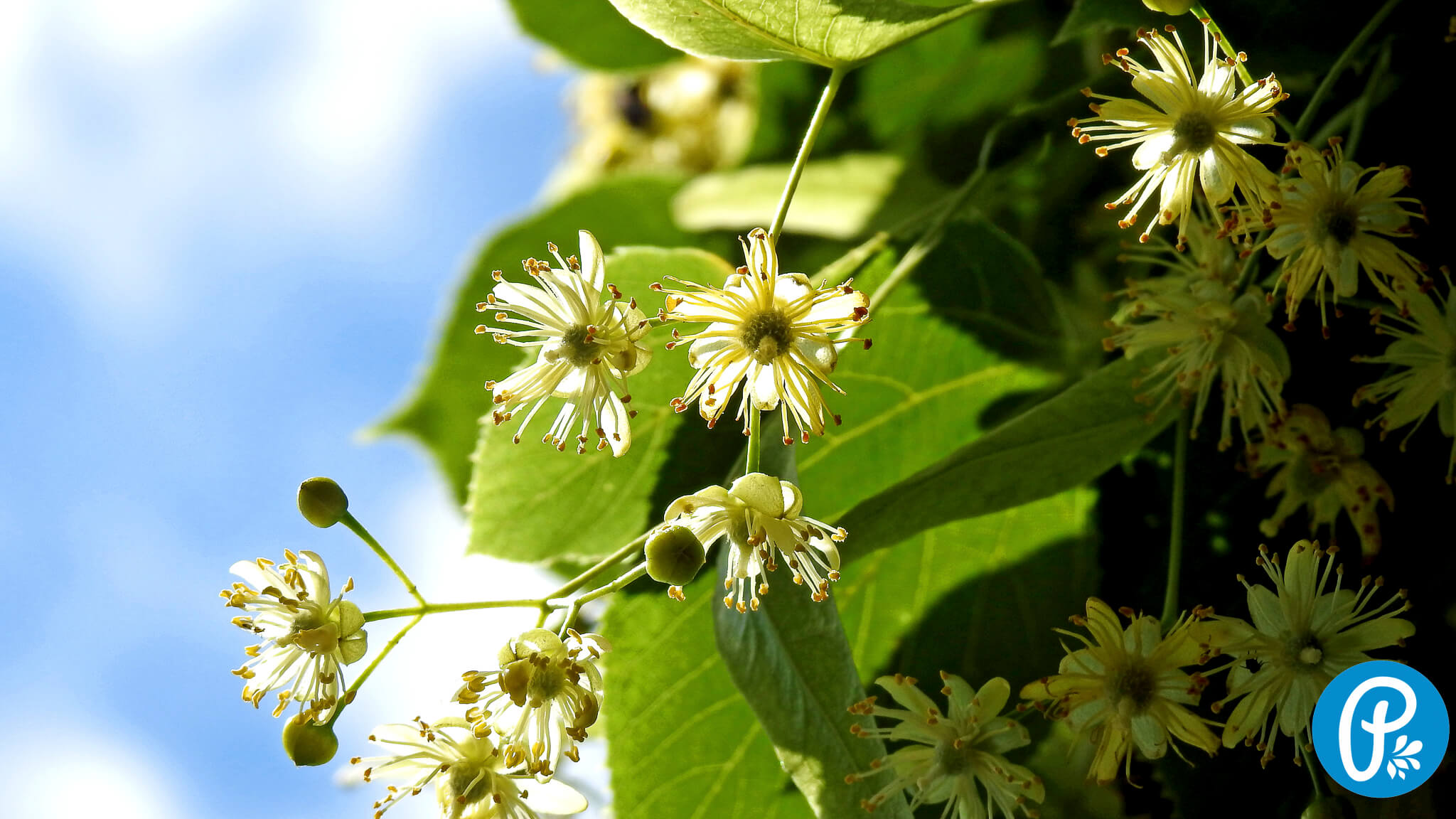 Lipa - liečivý strom ako symbol Slovanov.