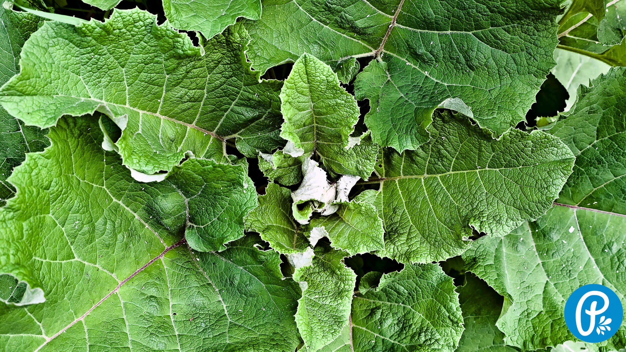 Lopúch - sila prírody