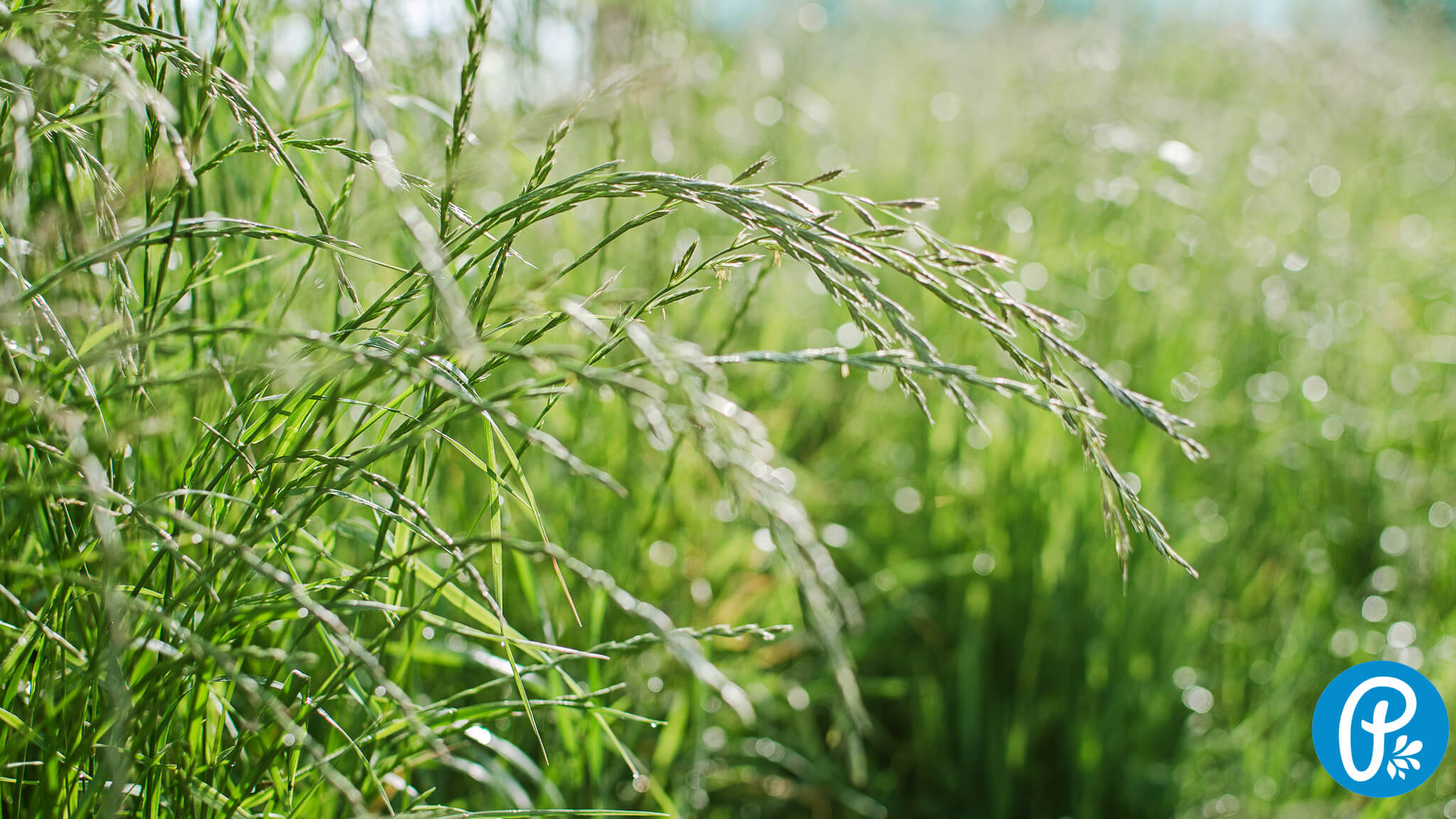 Pýr plazivý - zázračná burinka