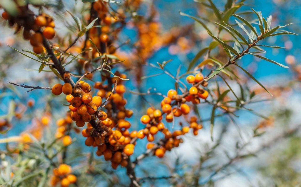 Rakytník rešetliakový