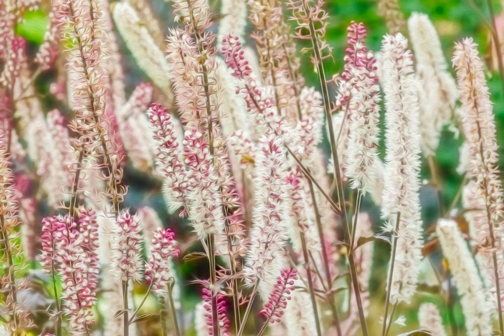 Plostičník strapcovitý