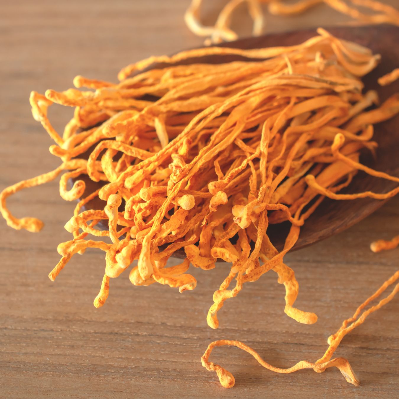 Cordyceps