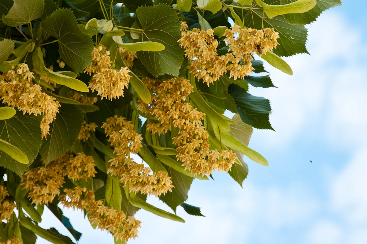Linden-tree-in-bloom-Vicenza-Veneto-Italy-www.rossiwrites.com-5